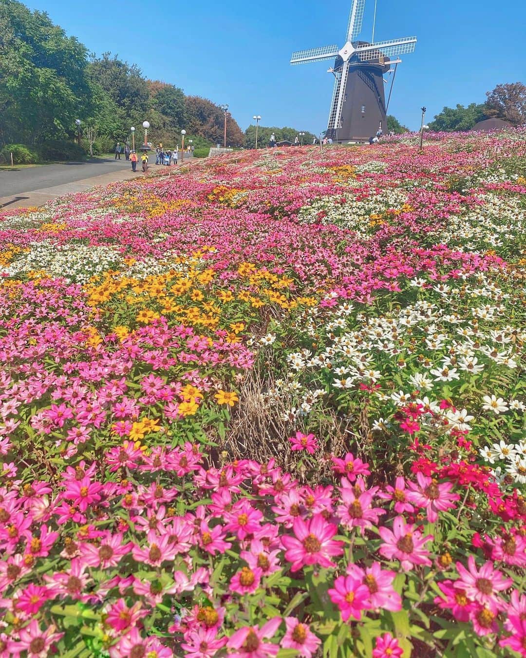 hama_aki_pppさんのインスタグラム写真 - (hama_aki_pppInstagram)「大阪府大阪市#花博記念公園鶴見緑地 (スライドして下さい) Location Osaka japan (Swipe)  2023.10.28  コスモス目当てで行ったんですがジニアやらコスモスやらコキアやら、色々咲いていました🌸🌺🌼 なのでジニアから コスモスは後日postします  #風車のある風景  #風車の丘  #おとな旅プレミアム  #鶴見緑地公園  #神社仏閣  #こころから  #jalan_travel  #japan_great_view  #special_spot_  #deaf_b_j_  #j_flower_shots  #sorakataphoto  #japanese_gardens  #otonatabi_japan  #iphoneonly  #tabisalad_plus  #zkg10 #loves_united_flora  #ptk_japan  #cooljapanvideos  #flower_igers  #9vaga_fl_pink9  #iphonephotography  #top_favorite_shots  #allthingsofbeauty_  #inspring_shot  #angelsandflowers_  #flower_perfection  #iphonephotographer」10月31日 18時04分 - hama_aki_ppp
