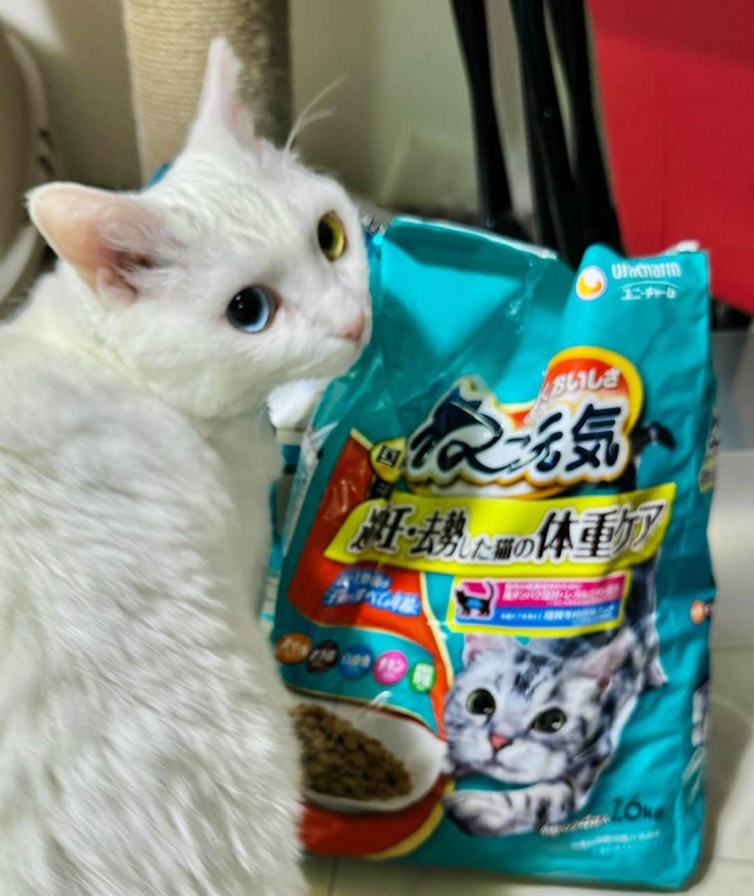 millnaのインスタグラム：「キャットフード食レポ界隈で美味しいと評判のねこ元気買ってみた。早速私も食べてみたが、ダイエット用の脂質オフverだからか正直イマイチ…薄味にした鯖チップスみたい。ついでにいつものピュリナワンも食べてみたところ、これがなんと美味しい！カルシウム入りのお菓子みたいなほのかな甘さがGood。  ラブユキが子猫だった頃は新しく出たAIMなんかも気になったけど、今はひとまず猫自身のQOLにおいて美味しいものを美味しく食べられる毎日がいいのかな、という方針。そりゃ永遠に生きてほしいけどね…😭 人間の味覚と猫の味覚はもちろん違うわけだけど、特にラブチャンは人間のごはんめちゃくちゃ食べたがるし、人間が食べてよっぽど美味しいカリカリなら猫も喜ぶのかなあと試してみたのでした。実際食いつきはかなり良かった！ 探求は続く。  #猫のいる暮らし」