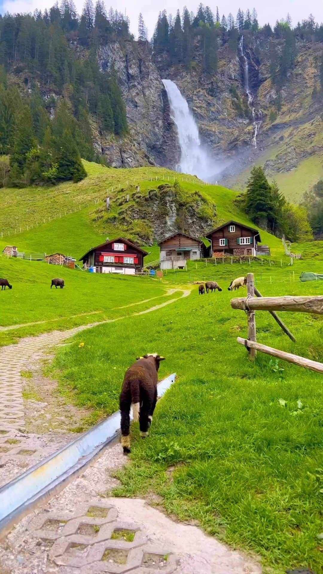 Awesome Wonderful Natureのインスタグラム：「Switzerland🇨🇭🏡🐑❤️  🎥 @viktoro_ok 🙌🏻  Tag #fantastic_earth for feature 💫  #berneroberland #switzerland #mountains #swissalps #myswitzerland #nature #inlovewithswitzerland #hiking #swiss #alps #wanderlust #visitswitzerland #travel #jungfrauregion #suisse #landscape #reels #thunersee #naturephotography #relaxing #grindelwald #lauterbrunnen #interlaken #lake #switzerlandpictures #swissmountains #switzerlandwonderland #switzerland_vacations #potography」