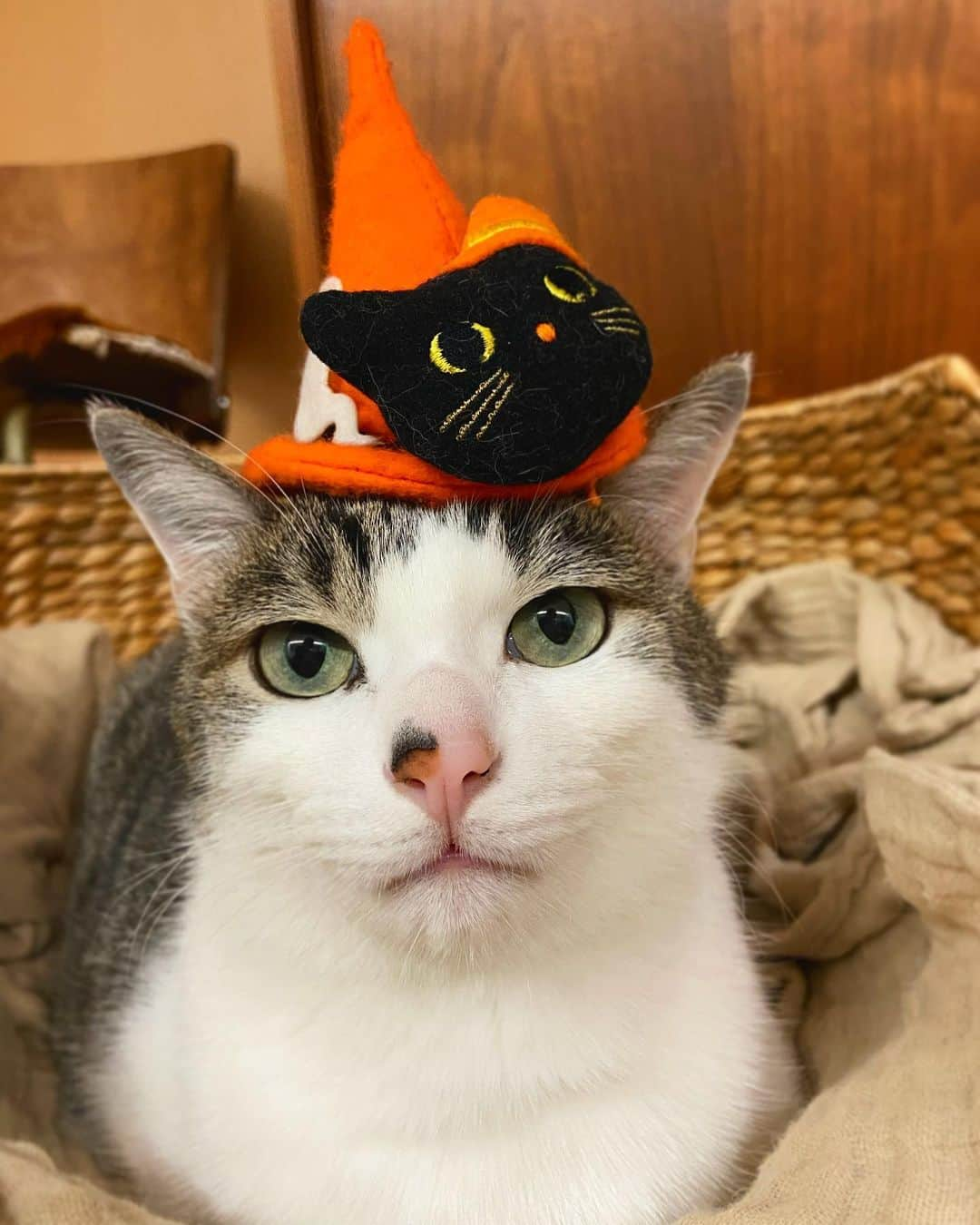 kuu−neruのインスタグラム：「#1031t#1031くうねる  Happy Halloweeeeeen🎃👻🐈‍⬛  ねるがいっぱい撮ってる間 僕は3枚でOK出たからね😽✨ ・ くうに元気玉ありがとうございますฅฅ #みなさんに届け元気玉 お返事滞ってしまってごめんなさい... ・ 2023/10/31 #cat#catstagram#catsofinstagram#ねこ#ilovecat#にゃんだふるらいふ#cats_of_world#にゃんすたぐらむ#weeklyfluff#無敵の親バカ同盟#シブにゃん隊over10#みんねこ#igersjp#ペコねこ部#くっく2023#bestmeow#rakutenpet#サンデイ#sippoストーリー#nyancon01#インスタでドコノコ#andpremiumneko #curognacmodels3#くうねるmode#Halloween#ハロウィン」