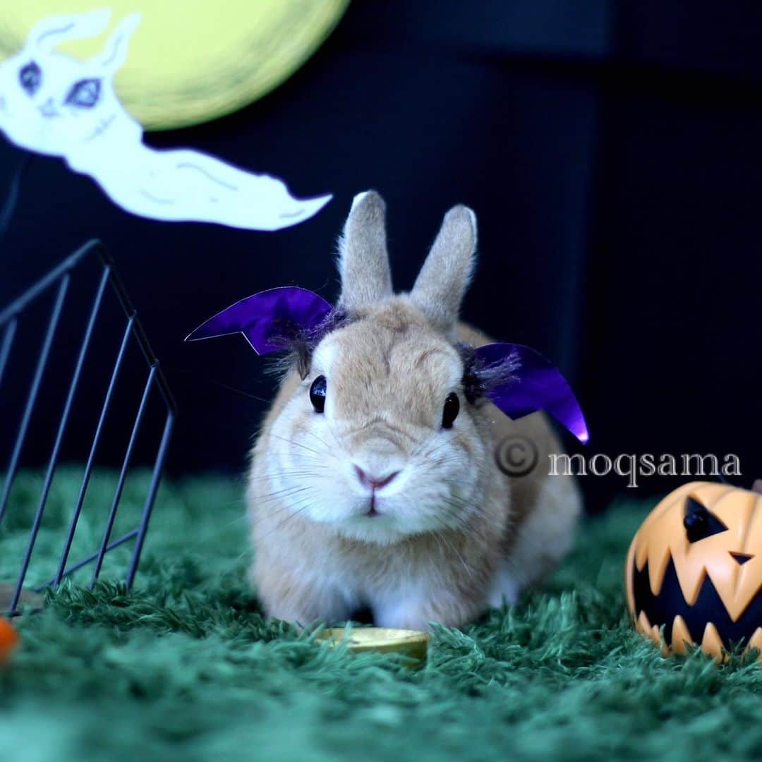 モキュのインスタグラム：「Happy Halloween👻 ぼくは悪魔なんだぞ👿  by.モキュ  2015年におうちで自分で撮った モキュさんのハロウィン撮影です  自分でセットを作って お月様も描いて お化けも描いて  カチューシャを 折り紙で作って  ムーディな加工にしました👻  つい最近の事のようだけど 8年前なのかー！ ビックリ！  #14歳で旅立ったモキュ💫」