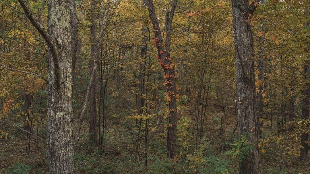 Nanaさんのインスタグラム写真 - (NanaInstagram)「poison ivy 分かりにくいけど、2枚目は動画です  #autumnleaves #autumncolors #sonya7iv」10月31日 18時49分 - necozalenky_life