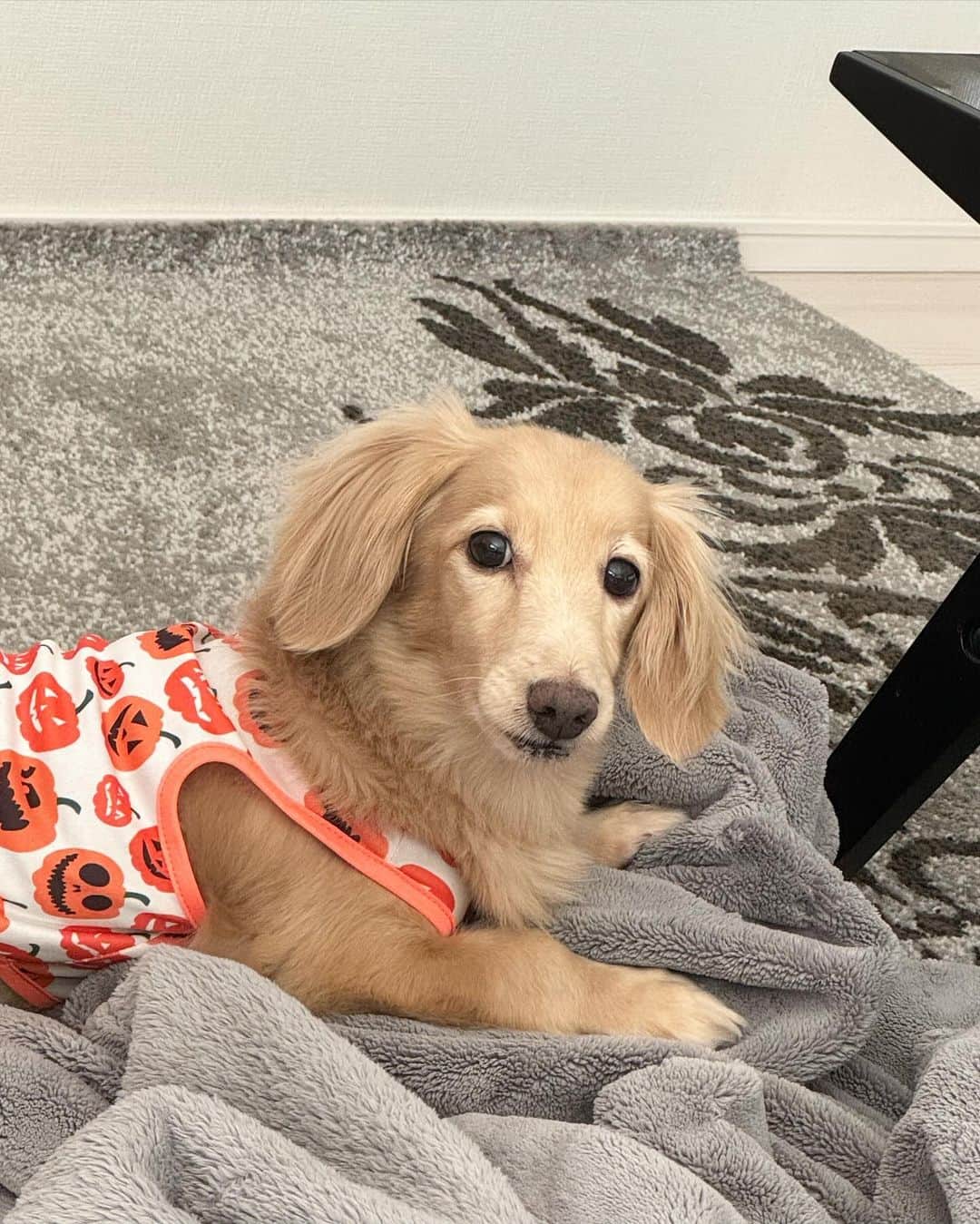 のインスタグラム：「あまりにも可愛い🥹❤️  #愛犬 #zack #ザック #ハロウィン犬 #愛犬家 #愛犬との暮らし  #愛犬との時間 #犬スタグラム」