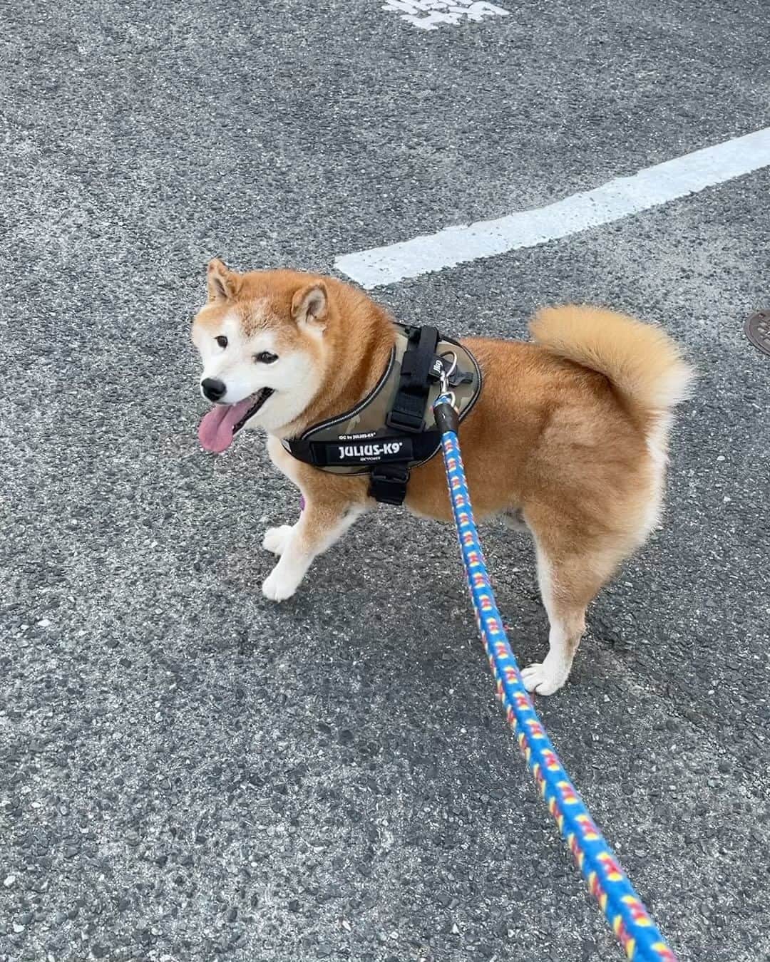 柴犬 たろのインスタグラム：「今日のタロちゃんです🐻❤️ 面会に行きました。ブーブー🐷してて 苦しそう？🥹頑張ってます。 看護師さんに👩‍⚕️めっちゃ食べてます！と言われました。爆😅🍚 良かったです❤️悪い数値下がってました！」