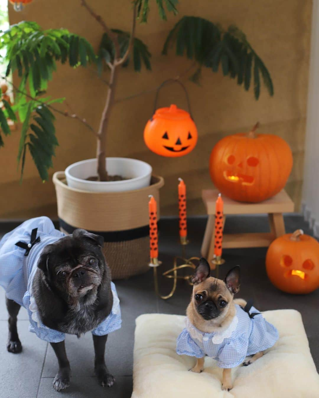 ピューディパイさんのインスタグラム写真 - (ピューディパイInstagram)「Happy Halloween from the Torrance family. 🎃」10月31日 19時11分 - pewdiepie