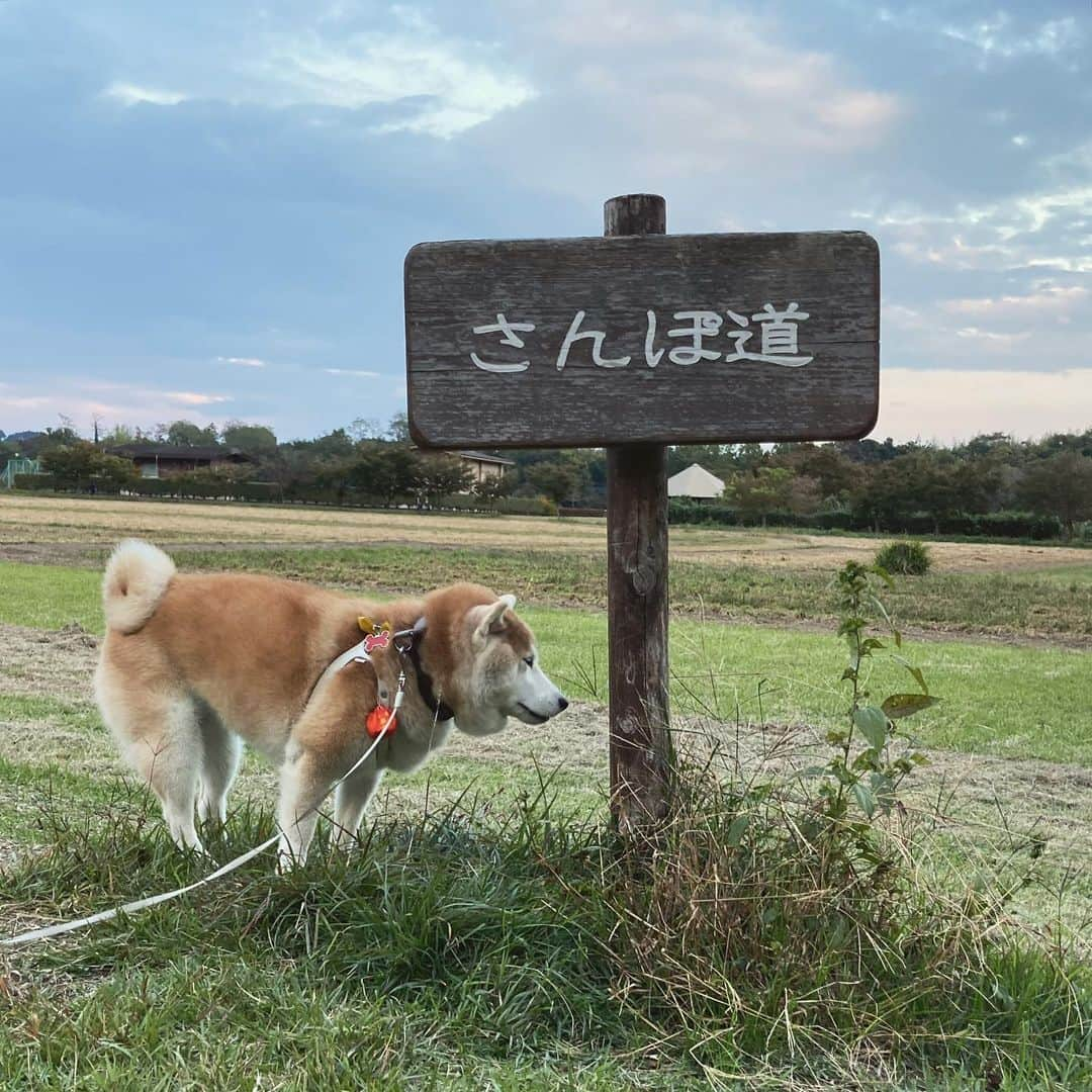 てんパパさんのインスタグラム写真 - (てんパパInstagram)「その名はさんぽ道。 まさにさんぽ道。 気持ち良いさんぽ道。 #さんぽ道 #ママとてん #巾着田」10月31日 19時16分 - tenchan.shiba