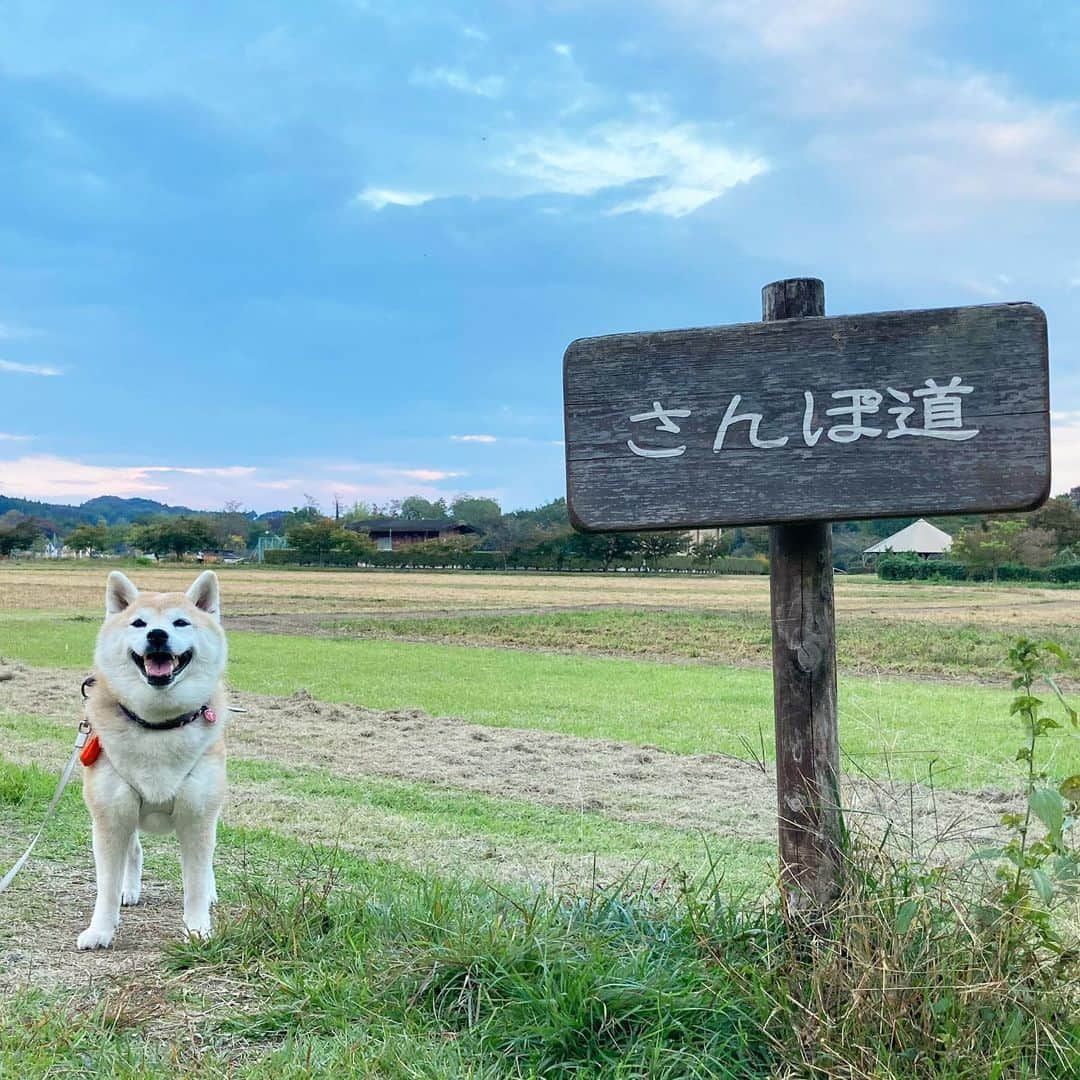 てんパパのインスタグラム：「その名はさんぽ道。 まさにさんぽ道。 気持ち良いさんぽ道。 #さんぽ道 #ママとてん #巾着田」