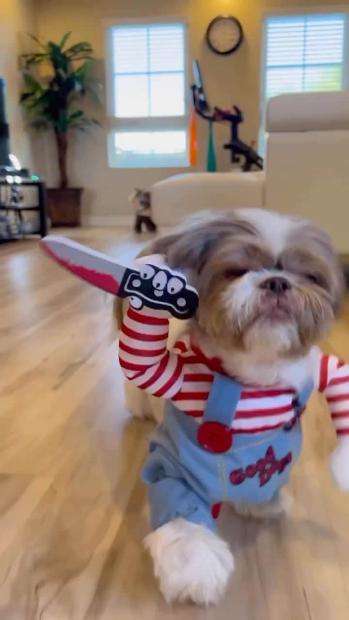 Earth Picsのインスタグラム：「Happy Halloween 🎃from @theshihtzusophie」