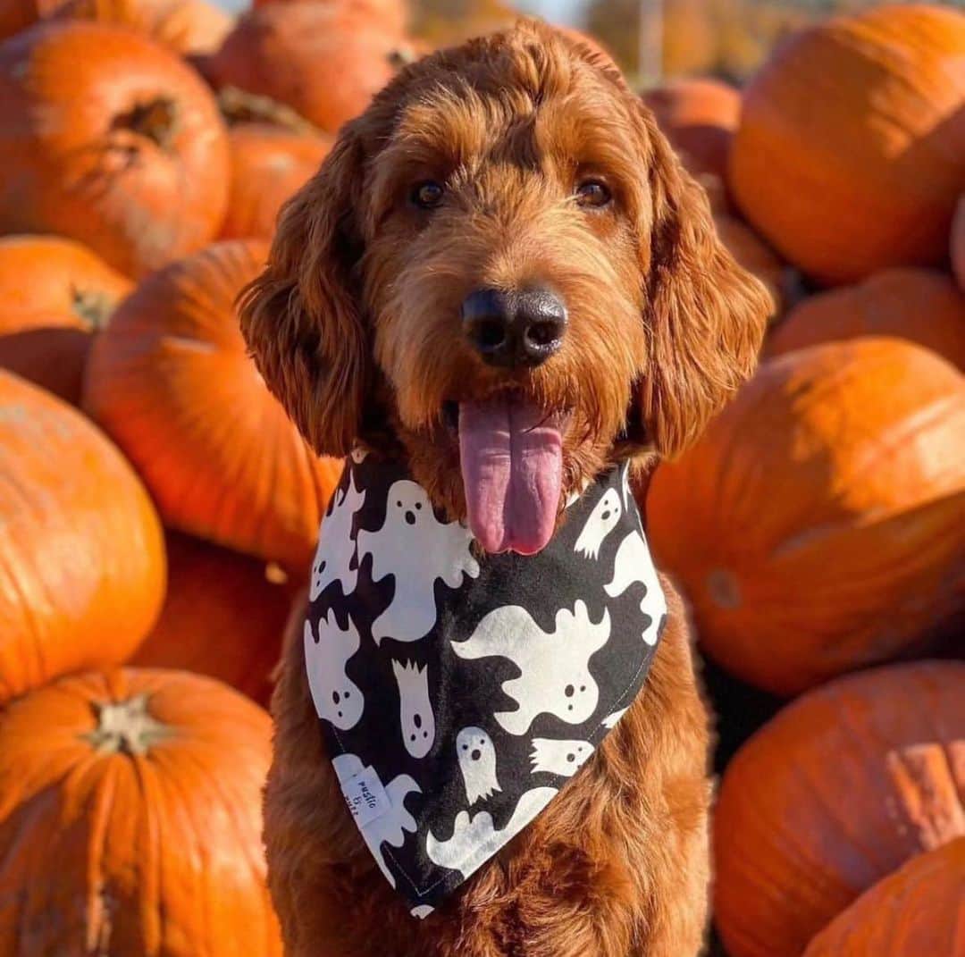 Instagramersのインスタグラム：「Pumpkin 🎃 day and Halloween with @murphyinthecapital and @igersottawa 📸🙌🏻✨  #igersottawa #igerscanada #igers」