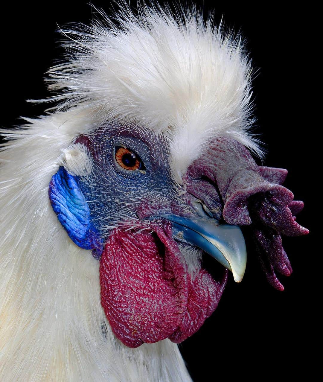 Robert Clarkのインスタグラム：「A few more chickens that I have photographed for my birds book….」