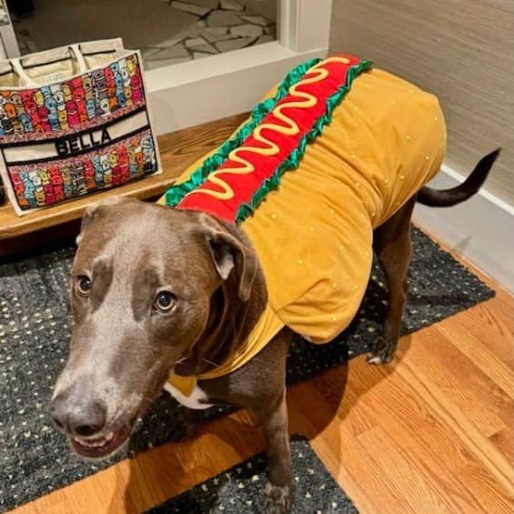 レイチェル・レイのインスタグラム：「Happy Hallowiener Dog! Hot Dog with the works.  Bella Boo 👻」