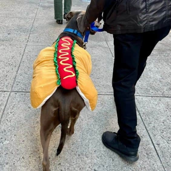 レイチェル・レイさんのインスタグラム写真 - (レイチェル・レイInstagram)「Happy Hallowiener Dog! Hot Dog with the works.  Bella Boo 👻」11月1日 4時57分 - rachaelray