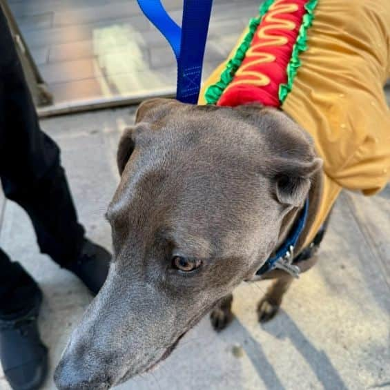 レイチェル・レイさんのインスタグラム写真 - (レイチェル・レイInstagram)「Happy Hallowiener Dog! Hot Dog with the works.  Bella Boo 👻」11月1日 4時57分 - rachaelray