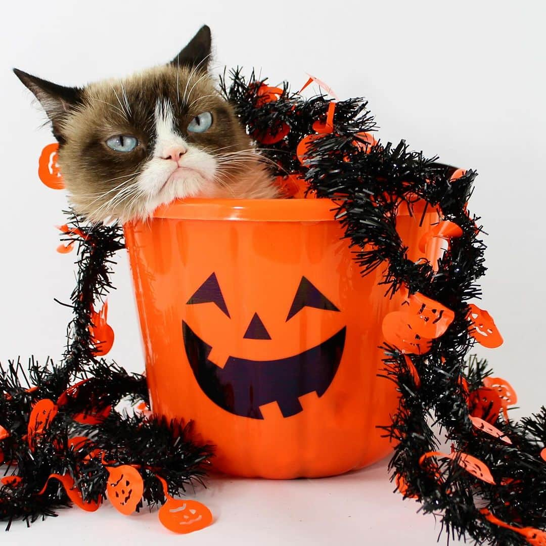 Grumpy Catのインスタグラム：「Trick or Treat? I’ll choose Trick. 🎃」