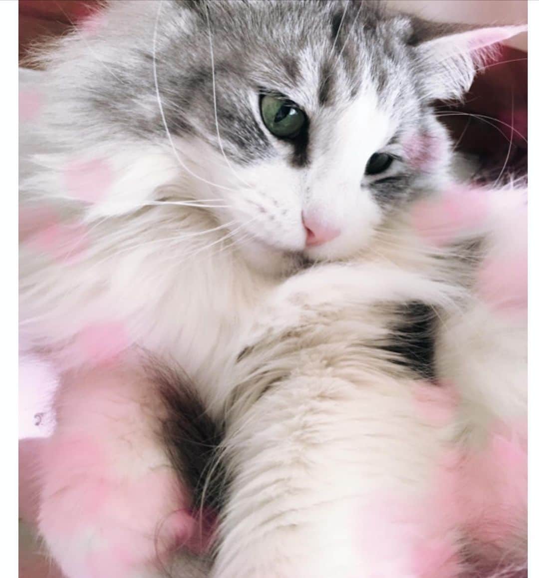 lululukululuのインスタグラム