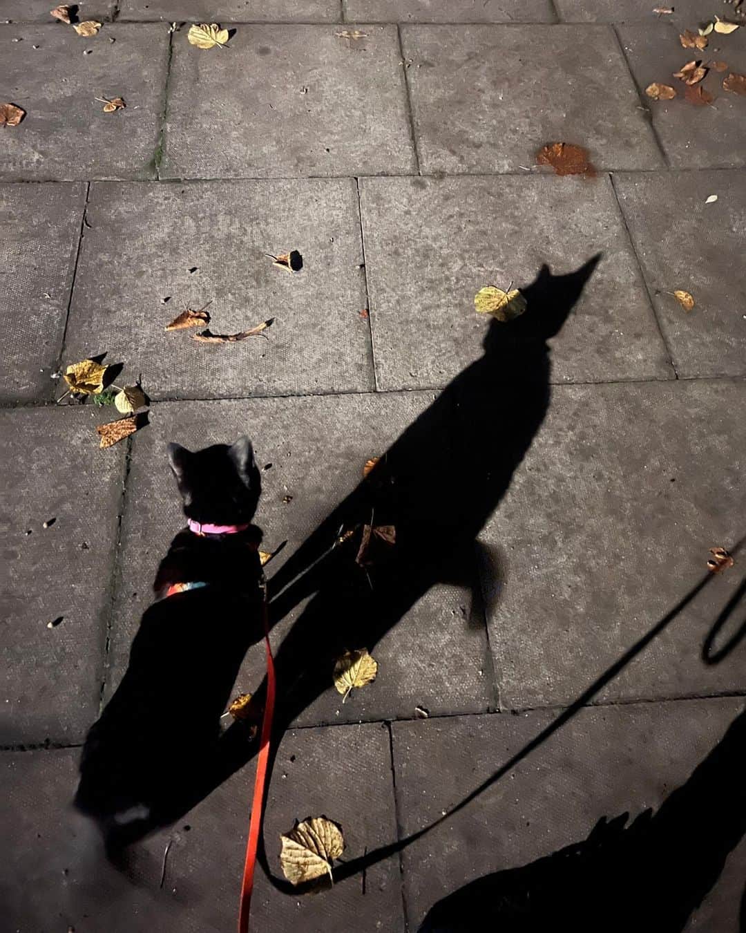 ジェンマ・チャンのインスタグラム：「My Halloween story I wrote aged 5. This witch liked going to parties, walking her cat and eating men, apparently. Punctuation not so much. Happy Halloween 🐈‍⬛🎃」