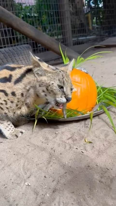 Zoological Wildlife Foundationのインスタグラム：「Watch out Cleo you’ve got company … Louis incoming stage left. Our African servals enjoying a Halloween 🎃 🐟 enrichment treat prepared by @madi.ford and @melissazamm.   Join us by booking your tour 📞 (305) 969-3696 or visit ZWFMiami.Com.  #thingstodoinmiami #snacktime #enrichment #halloween #pumpkintime」