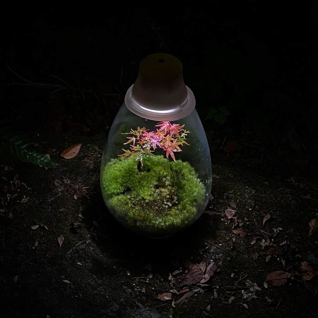 Mosslight-LEDのインスタグラム：「Mosslight   #mosslight #モスライト #terrarium #テラリウム #moss#コケ」