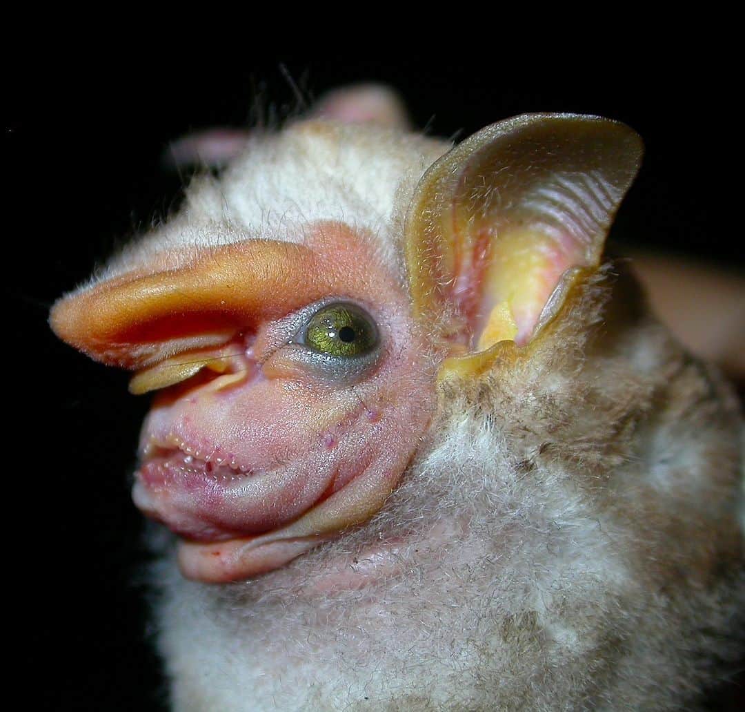 アメリカ自然史博物館のインスタグラム：「Block out the haters like the visored bat (Sphaeronycteris toxophyllum). This frugivore can be found in parts of South America including Colombia, Ecuador, and Venezuela. Males have larger fleshy “visors” than females, and they also sport folds of skin around their necks. These skin folds can be pulled over their faces—serving as “sleep masks'' while the bats roost!   Photo: lizette-siles-m, CC BY-NC 4.0, iNaturalist  #amazingnature #biodiversity #bats #spookyseason #didyouknow #animalfacts」