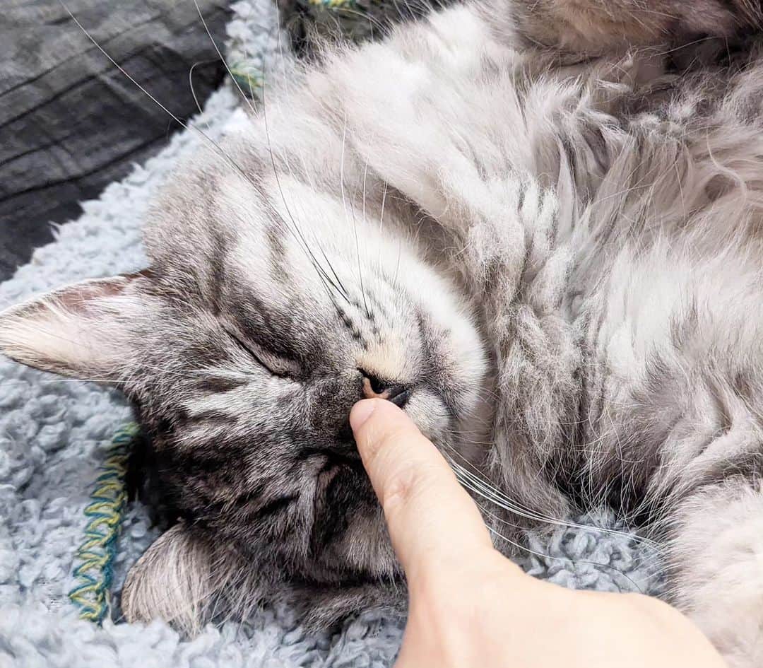 松原真琴さんのインスタグラム写真 - (松原真琴Instagram)「鼻を触られると目をつぶっちゃう猫」11月1日 5時50分 - huminhukyu