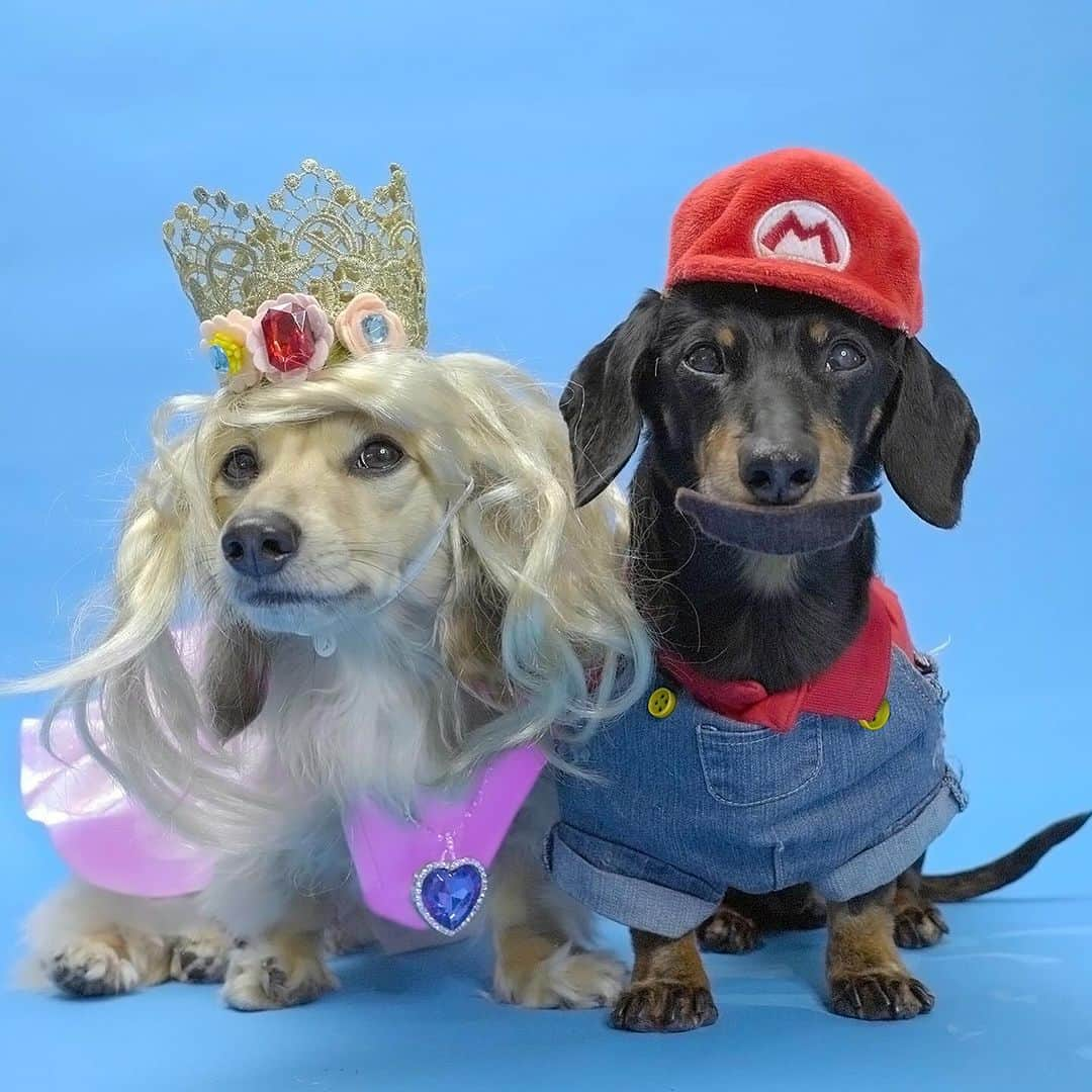 Crusoe the Celebrity Dachshundさんのインスタグラム写真 - (Crusoe the Celebrity DachshundInstagram)「“Which couples costume of ours you like best?? Happy Halloweenie!” ~ Crusoe」11月1日 5時51分 - crusoe_dachshund