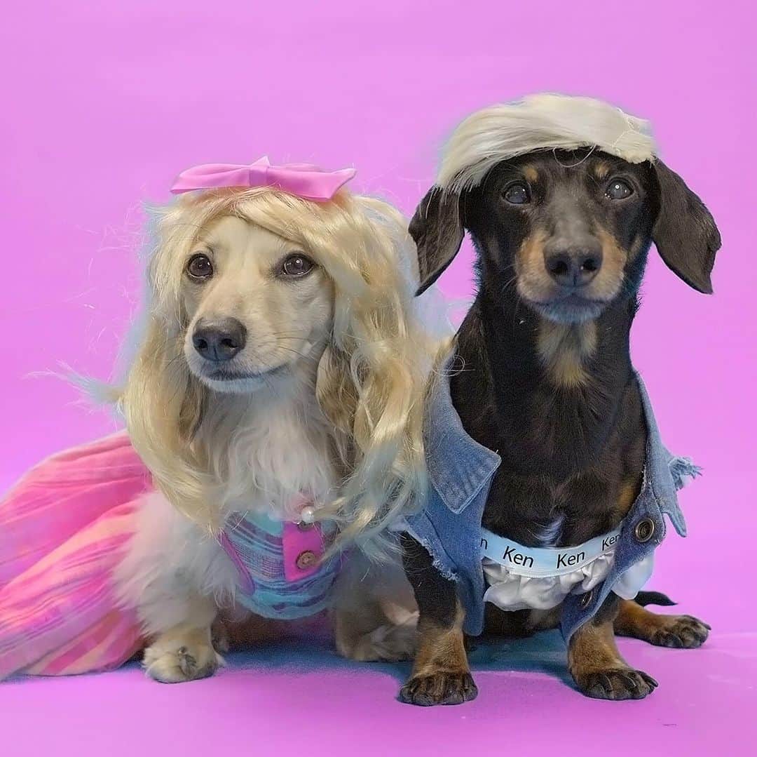 Crusoe the Celebrity Dachshundのインスタグラム：「“Which couples costume of ours you like best?? Happy Halloweenie!” ~ Crusoe」