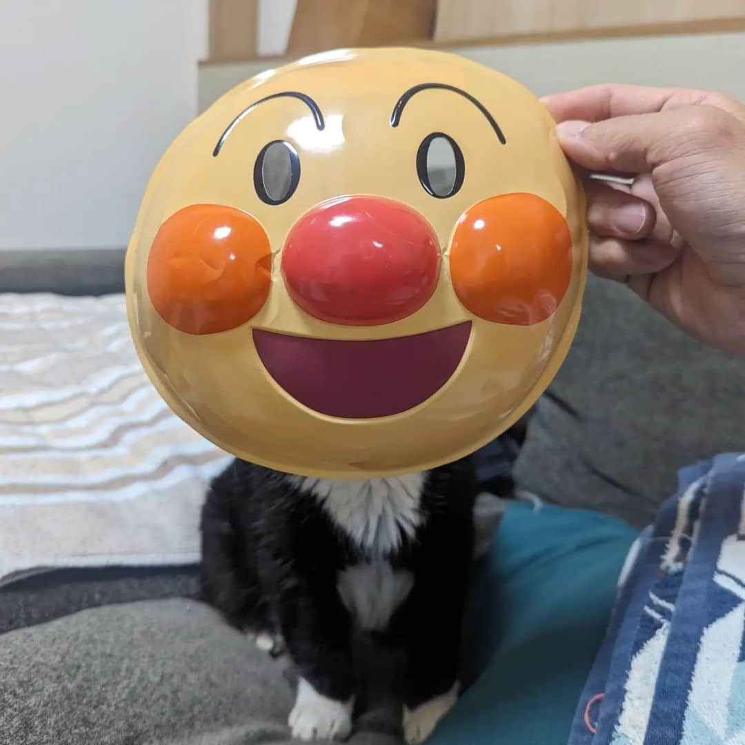 もんたの日常さんのインスタグラム写真 - (もんたの日常Instagram)「#ハロウィン なのでもちろんコスプレするよね。  #ハロウィンコスプレ #もんたの日常  #猫好きさんと繋がりたい  #dwarfcat #catstagram #cat #ジト目 #猫」10月31日 21時05分 - montanonichijo