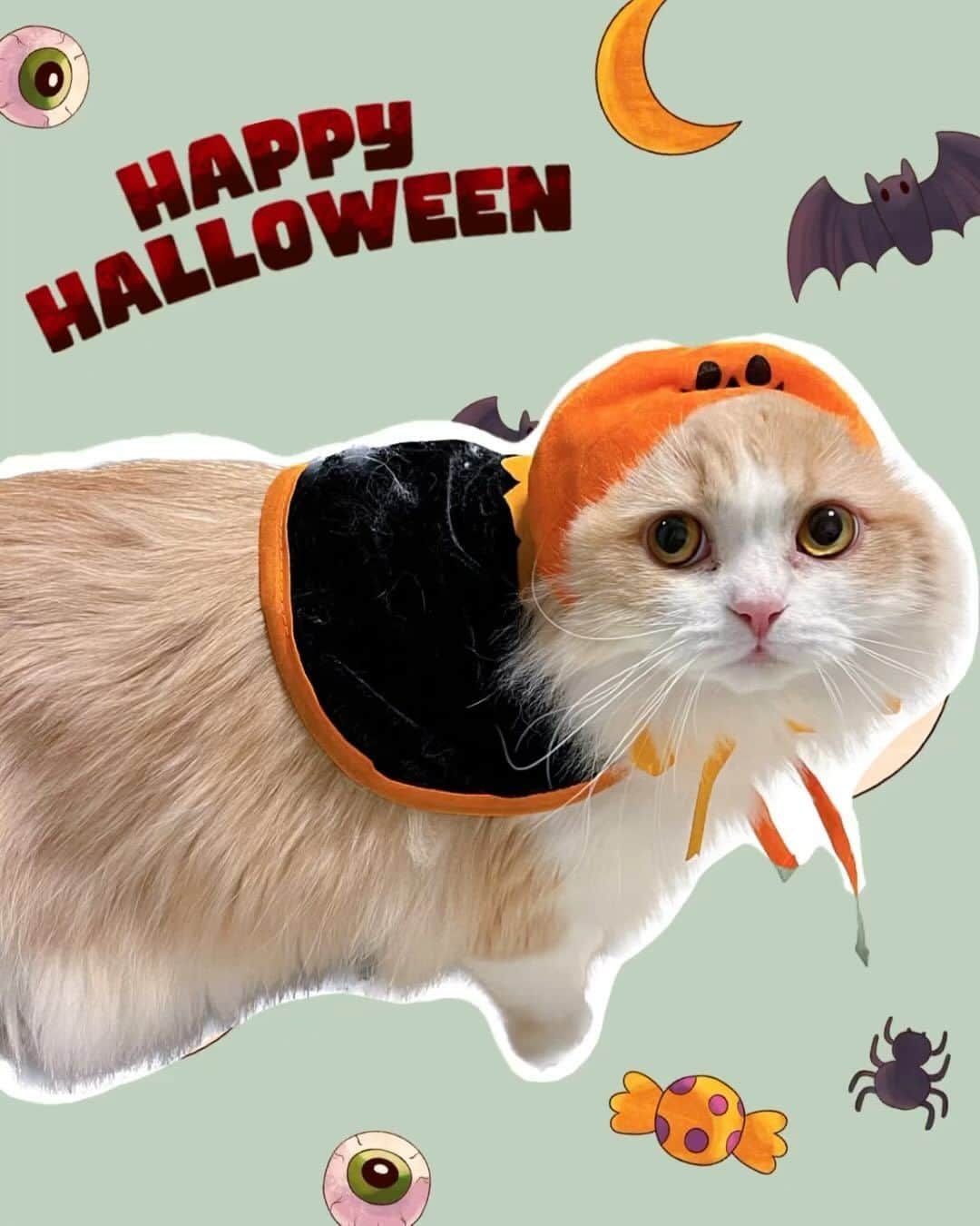 森彩香のインスタグラム：「🎃🫶🍫🍭💕 はぴはろうぃん！ 今年はかぼちゃでおそろっぴ 　　 私とのツーショの時だけ嫌そうな顔するのやめて(笑) 　　 　　 　　 .」
