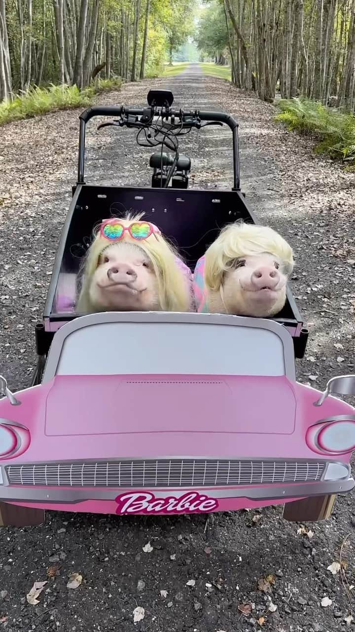 Priscilla and Poppletonのインスタグラム：「“It is the best day ever. So was yesterday, and so is tomorrow, and everyday from now until forever.” Happy Halloween from Barbie and Ken.🐷💗 #BunchBikes #Barbie #Pigtailthepug #PoseyandPink #PrissyandPop」
