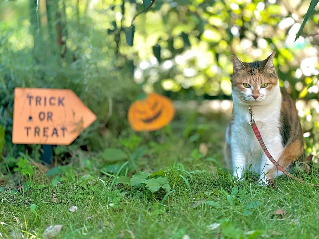 山田稔明のインスタグラム：「TRICK OR TREAT #ポチ実 #三毛猫」
