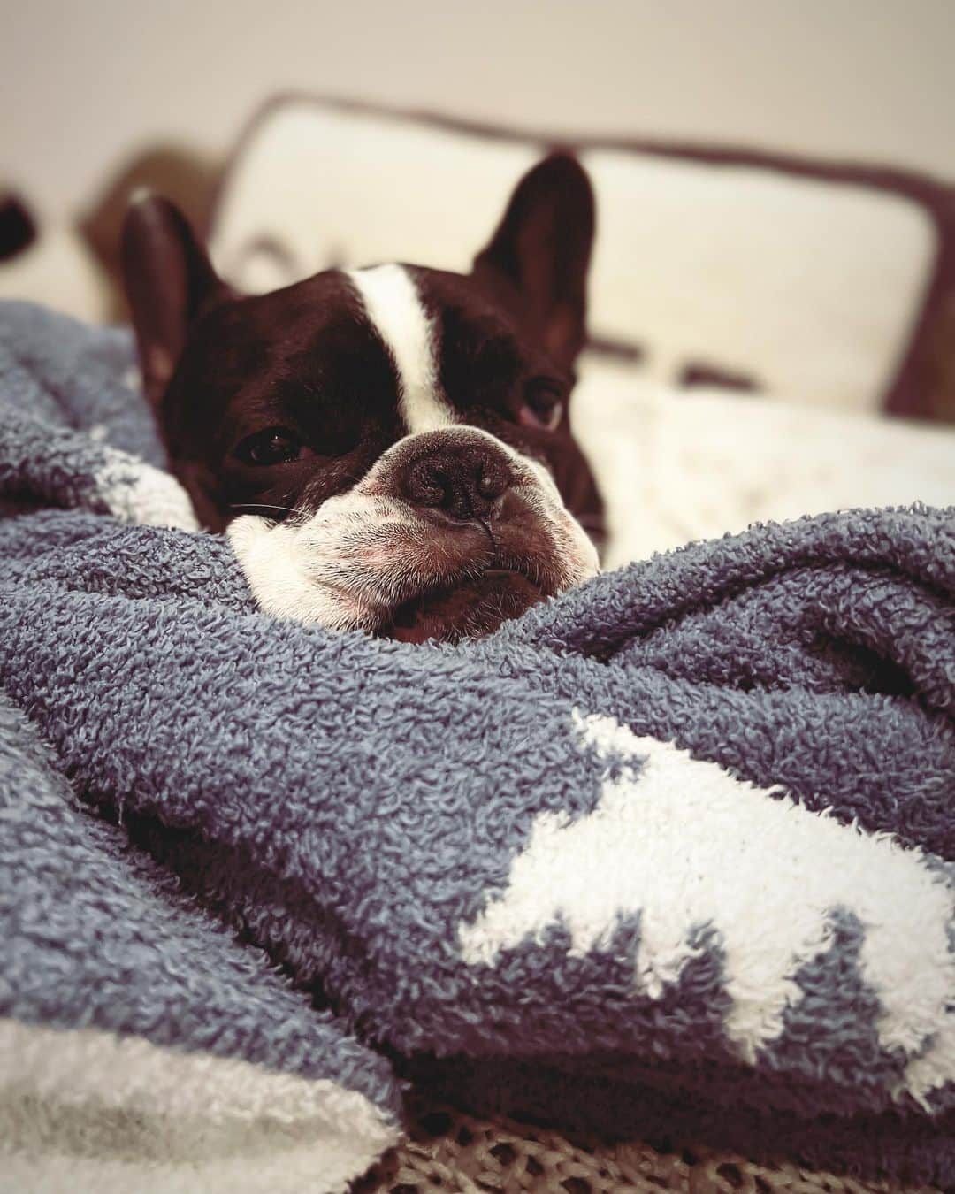 アムのインスタグラム：「今日はdogドッグだったのだ。朝から一日身体を検査してもらった。もう若くないからさあれこれ不調が出てきて 手術もしなくちゃならなくなった。でもまずは手術ができる様な元気な身体にならなくちゃいけないんだ。ふーんって感じだったけど飼い主は帰り道しくしく泣き出して。くよくよくじけていた。とにかくあたしは頑張るって話なんだけどいつかはくるオワリをちょびっとだけ感じたのさ。ずっとずっとずっと一緒にいたいだけなのにねー。当たり前なんてなくて毎日が奇跡ね🍂」