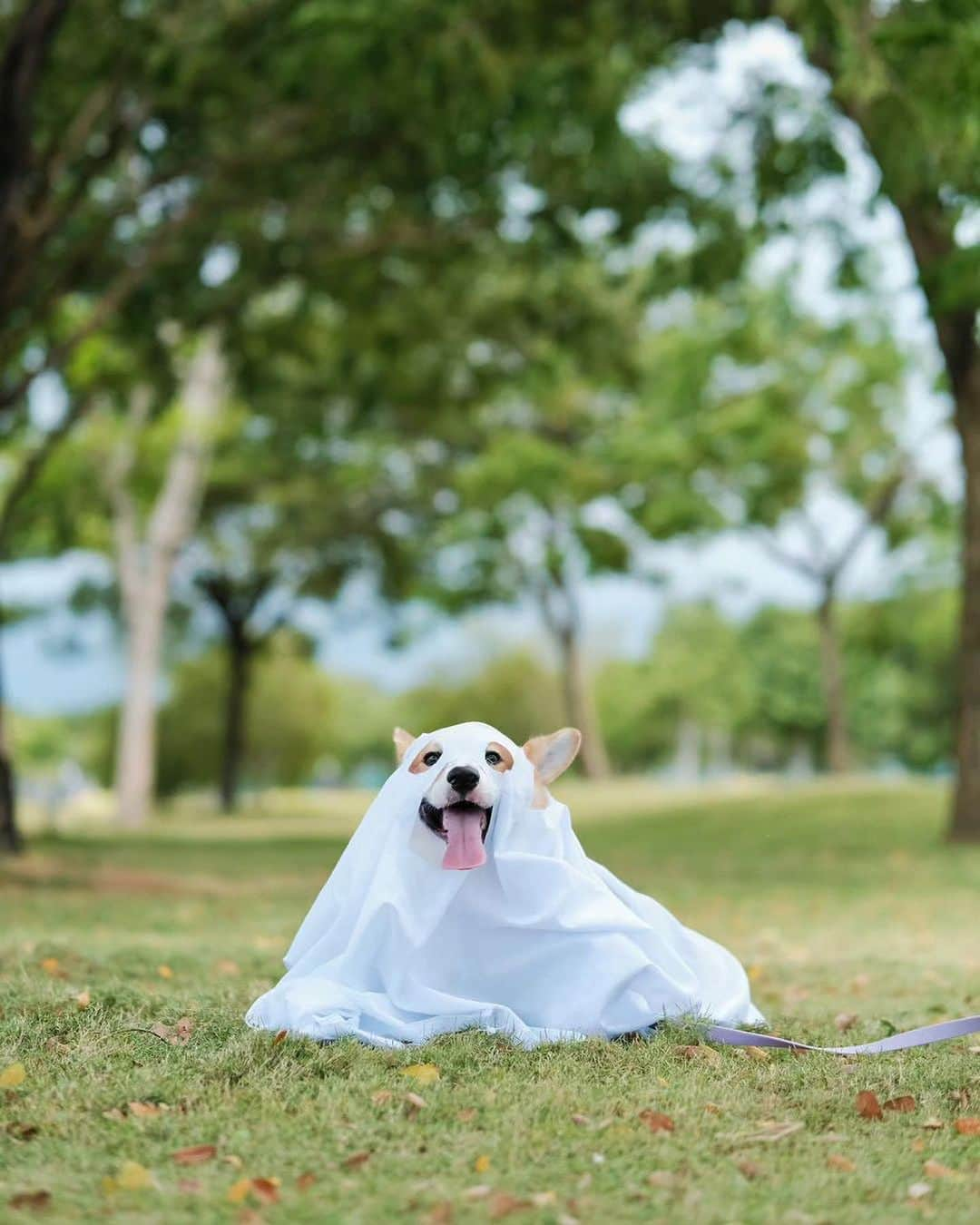 9GAGさんのインスタグラム写真 - (9GAGInstagram)「Happy Halloween! 🎃 Which one is your favorite Ghost pupper? 👻🐶 #9GAGHalloween - 📷 @colormelab @whiskey_and_guineapigs @honeydewthedachshund @bartho_the_pug @pickyprince.haku @kelly_bove @graceful_grace16 @towatheshibainu @gracie_and_gertrude casper.the.golden - #barked #9GAG #Halloween #Halloween2023 #dog #doggo」10月31日 21時30分 - 9gag