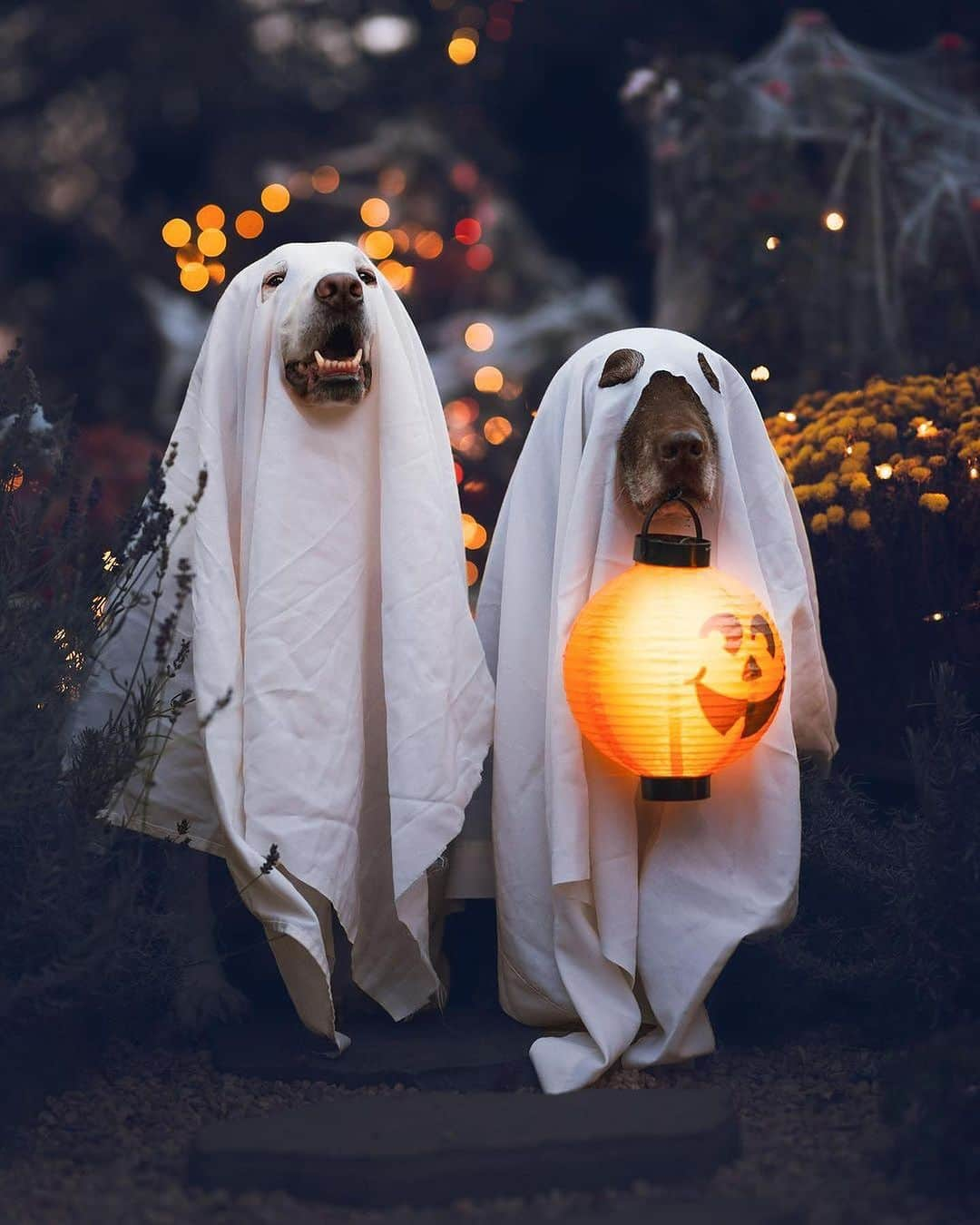 9GAGさんのインスタグラム写真 - (9GAGInstagram)「Happy Halloween! 🎃 Which one is your favorite Ghost pupper? 👻🐶 #9GAGHalloween - 📷 @colormelab @whiskey_and_guineapigs @honeydewthedachshund @bartho_the_pug @pickyprince.haku @kelly_bove @graceful_grace16 @towatheshibainu @gracie_and_gertrude casper.the.golden - #barked #9GAG #Halloween #Halloween2023 #dog #doggo」10月31日 21時30分 - 9gag