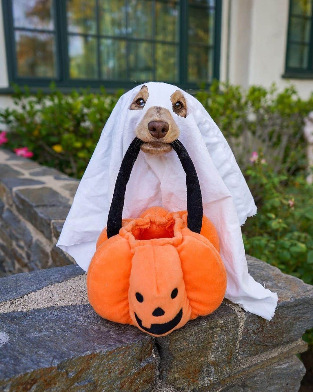 9GAGさんのインスタグラム写真 - (9GAGInstagram)「Happy Halloween! 🎃 Which one is your favorite Ghost pupper? 👻🐶 #9GAGHalloween - 📷 @colormelab @whiskey_and_guineapigs @honeydewthedachshund @bartho_the_pug @pickyprince.haku @kelly_bove @graceful_grace16 @towatheshibainu @gracie_and_gertrude casper.the.golden - #barked #9GAG #Halloween #Halloween2023 #dog #doggo」10月31日 21時30分 - 9gag