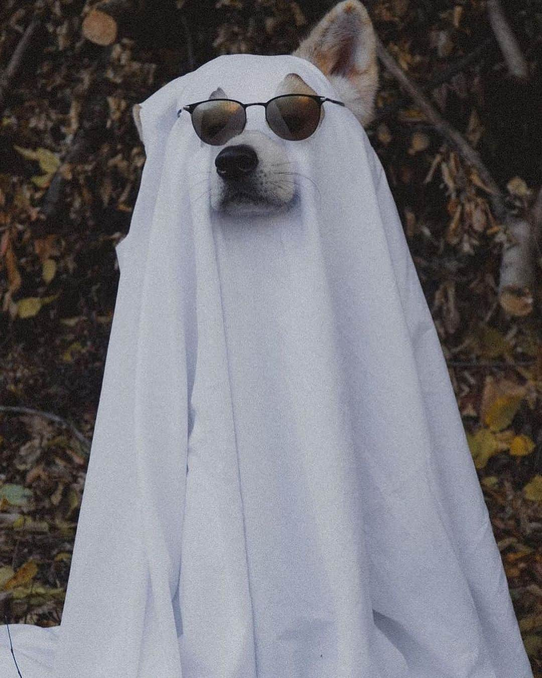 9GAGさんのインスタグラム写真 - (9GAGInstagram)「Happy Halloween! 🎃 Which one is your favorite Ghost pupper? 👻🐶 #9GAGHalloween - 📷 @colormelab @whiskey_and_guineapigs @honeydewthedachshund @bartho_the_pug @pickyprince.haku @kelly_bove @graceful_grace16 @towatheshibainu @gracie_and_gertrude casper.the.golden - #barked #9GAG #Halloween #Halloween2023 #dog #doggo」10月31日 21時30分 - 9gag