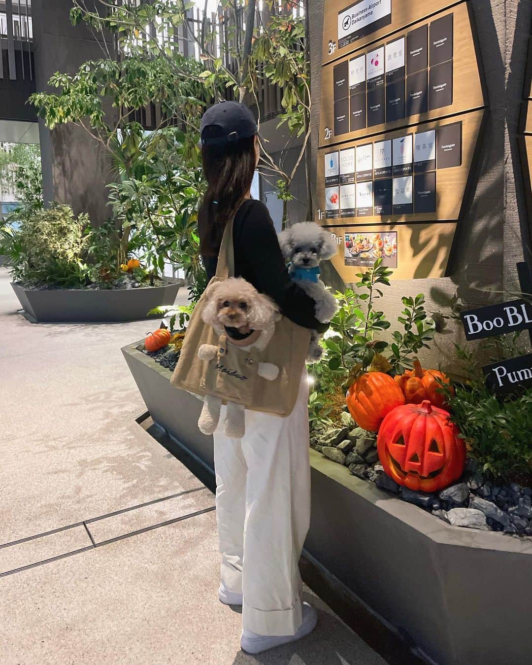 松田和佳のインスタグラム：「Happy Halloween 🎃💜  今日は夕方にお散歩をして愛犬たちにハロウィン気分付き合ってもらいました🐶🐼  #ハロウィン #happyhalloween #いぬすたぐらむ #トイプードル」