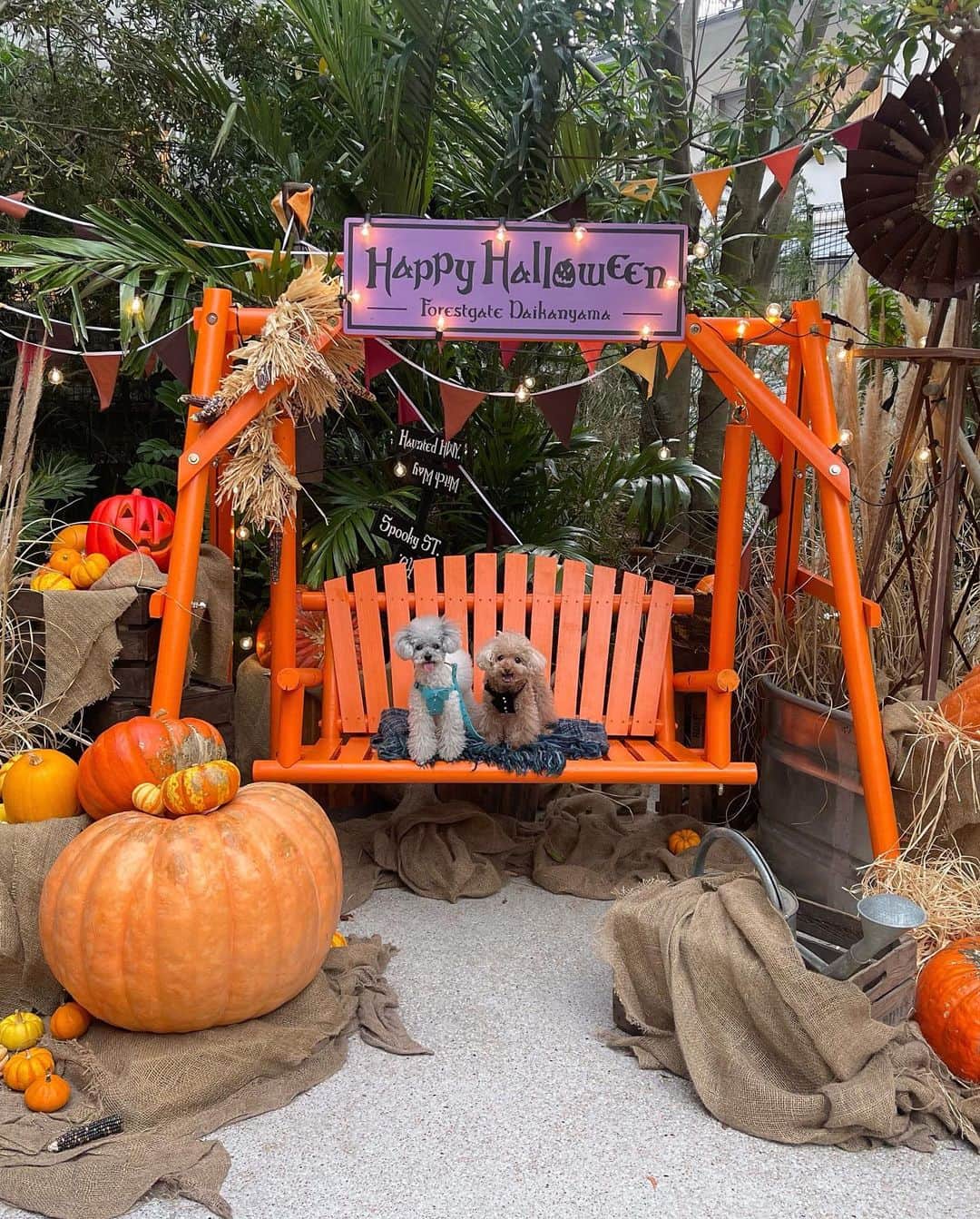 松田和佳さんのインスタグラム写真 - (松田和佳Instagram)「Happy Halloween 🎃💜  今日は夕方にお散歩をして愛犬たちにハロウィン気分付き合ってもらいました🐶🐼  #ハロウィン #happyhalloween #いぬすたぐらむ #トイプードル」10月31日 21時35分 - waka_matsuda