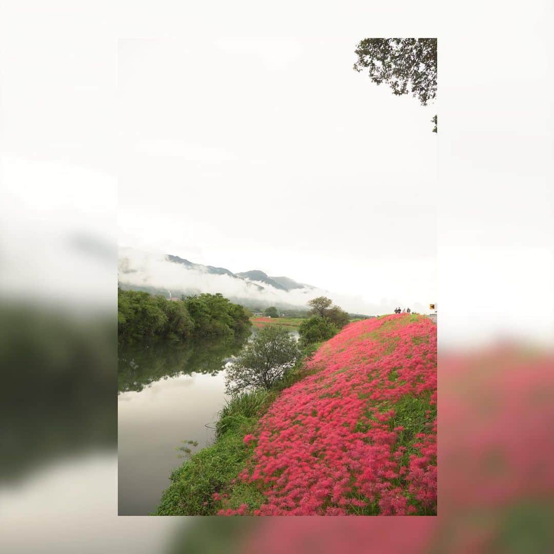 永田薫さんのインスタグラム写真 - (永田薫Instagram)「海津市にある津屋川の彼岸花。  毎年彼岸花は撮影してるから今年も撮れてよかった。 天候は微妙でしたけどこれはこれで味が出てますね。  良い写真が撮れました📷✨✨」10月31日 21時36分 - kaoru_nagata1006