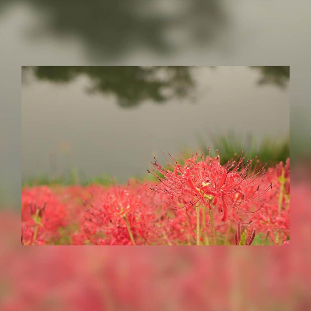 永田薫さんのインスタグラム写真 - (永田薫Instagram)「海津市にある津屋川の彼岸花。  毎年彼岸花は撮影してるから今年も撮れてよかった。 天候は微妙でしたけどこれはこれで味が出てますね。  良い写真が撮れました📷✨✨」10月31日 21時36分 - kaoru_nagata1006