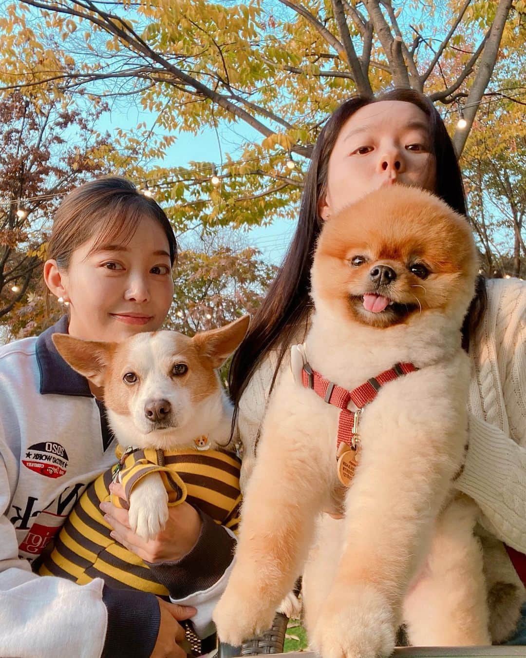 キム・ガウンのインスタグラム：「얘도 심바 쟤도 심바 우리는 심바에요 🐶🫶🏻 심바 모임 🍂🤎」