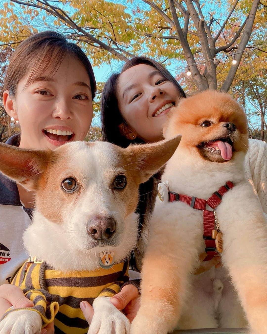 キム・ガウンさんのインスタグラム写真 - (キム・ガウンInstagram)「얘도 심바 쟤도 심바 우리는 심바에요 🐶🫶🏻 심바 모임 🍂🤎」10月31日 21時42分 - ggani8918