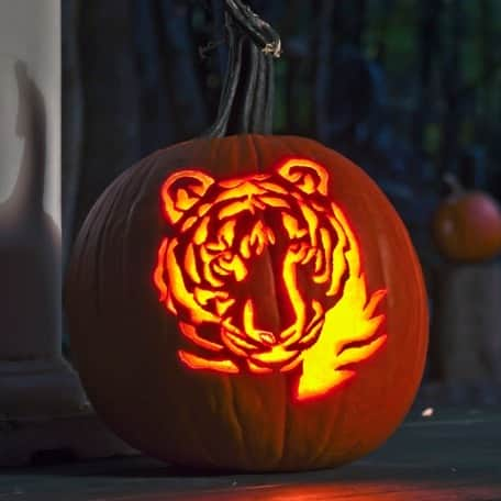 Discoveryさんのインスタグラム写真 - (DiscoveryInstagram)「When #Halloween falls on #TigerTuesday 🎃🤝🐯  Are you celebrating with a #wildlife-themed costume or jack-'o-lantern? Share in the comments!  #HappyHalloween #tiger #pumpkinseason」10月31日 22時01分 - discovery