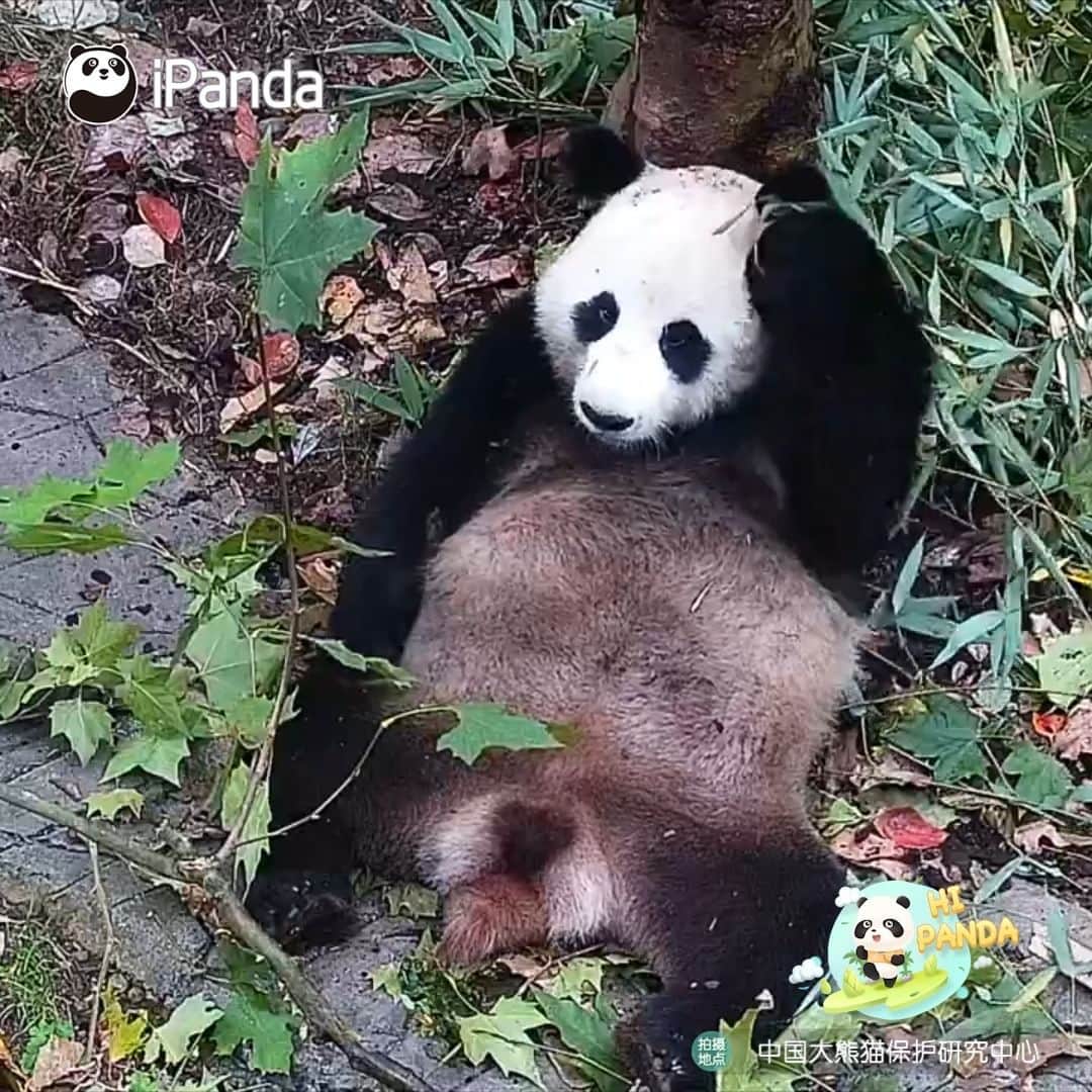 iPandaのインスタグラム