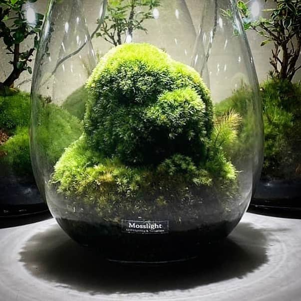 Mosslight-LEDのインスタグラム：「Mosslight   #mosslight #モスライト #terrarium#テラリウム #コケ#moss」