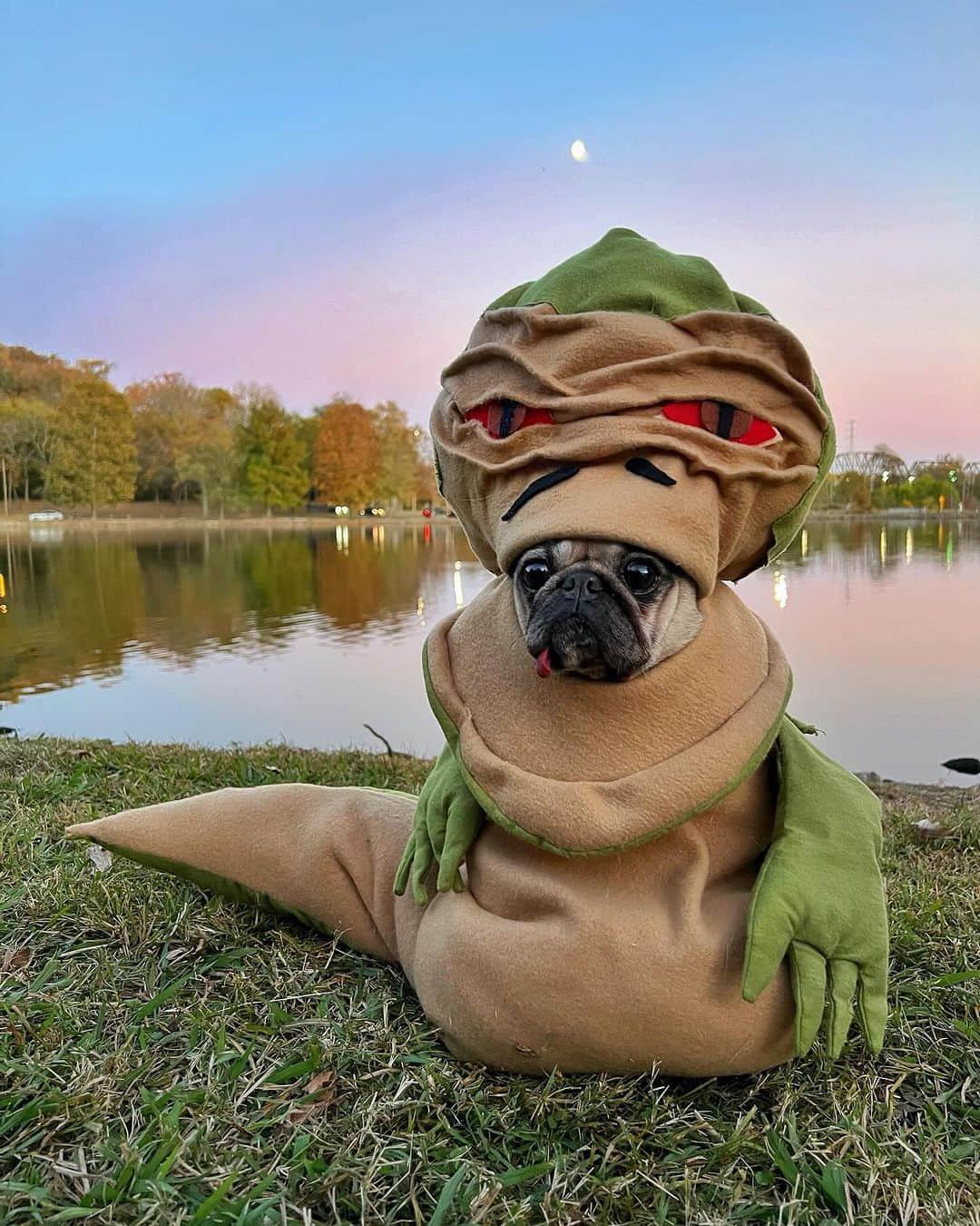 itsdougthepugさんのインスタグラム写真 - (itsdougthepugInstagram)「“HAPPY PUGOWEEN” -Doug aka Jabba the Pugg  Did Doug nail it or what?!   #halloween #starwars #costume #jabbathehutt #pugsofinstagram」10月31日 22時17分 - itsdougthepug