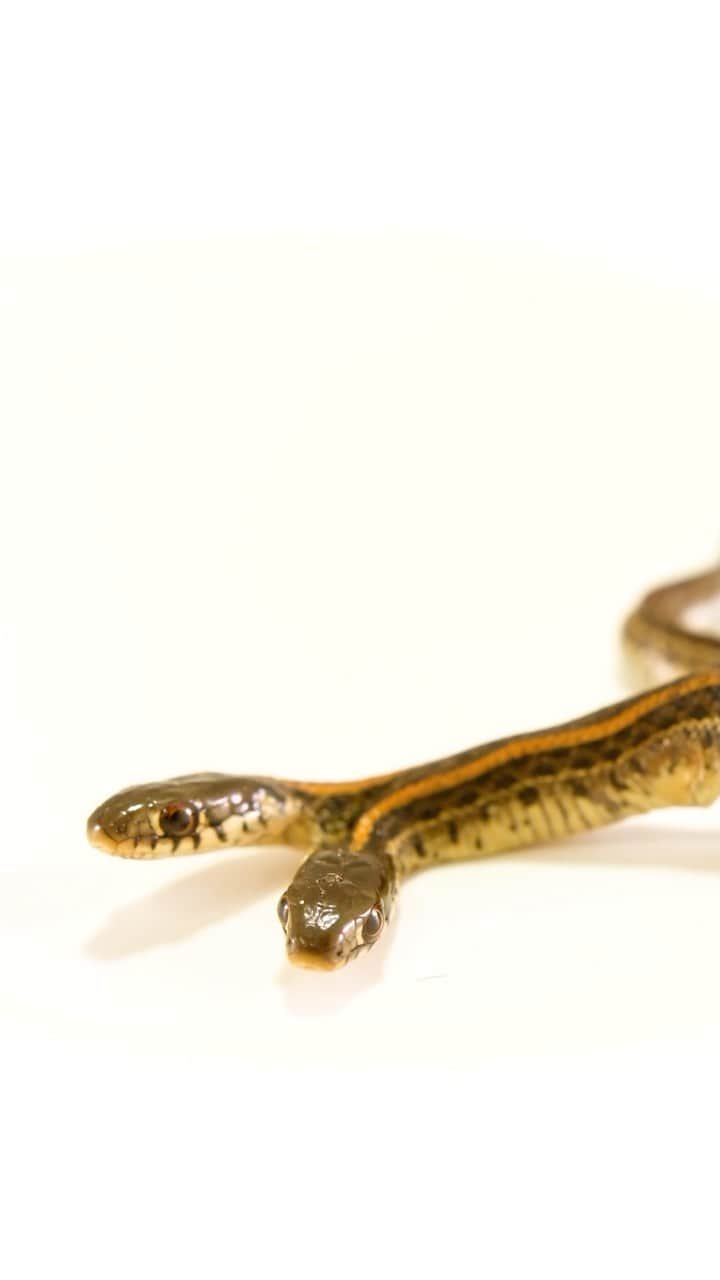 Joel Sartoreのインスタグラム：「No, you’re not seeing double - this plains garter snake does, in fact, have two heads. A rare sight in nature, two-headed snakes are the product of a mutation that occurs during the reproduction process. The condition, known as bicephaly, happens when there is an incomplete splitting of an embryo. Video taken @unlincoln Herpetology Labs at University of Nebraska. #snake #reptile #animal #wildlife #bicephaly #video #footage #reel #PhotoArk #Halloween @insidenatgeo」