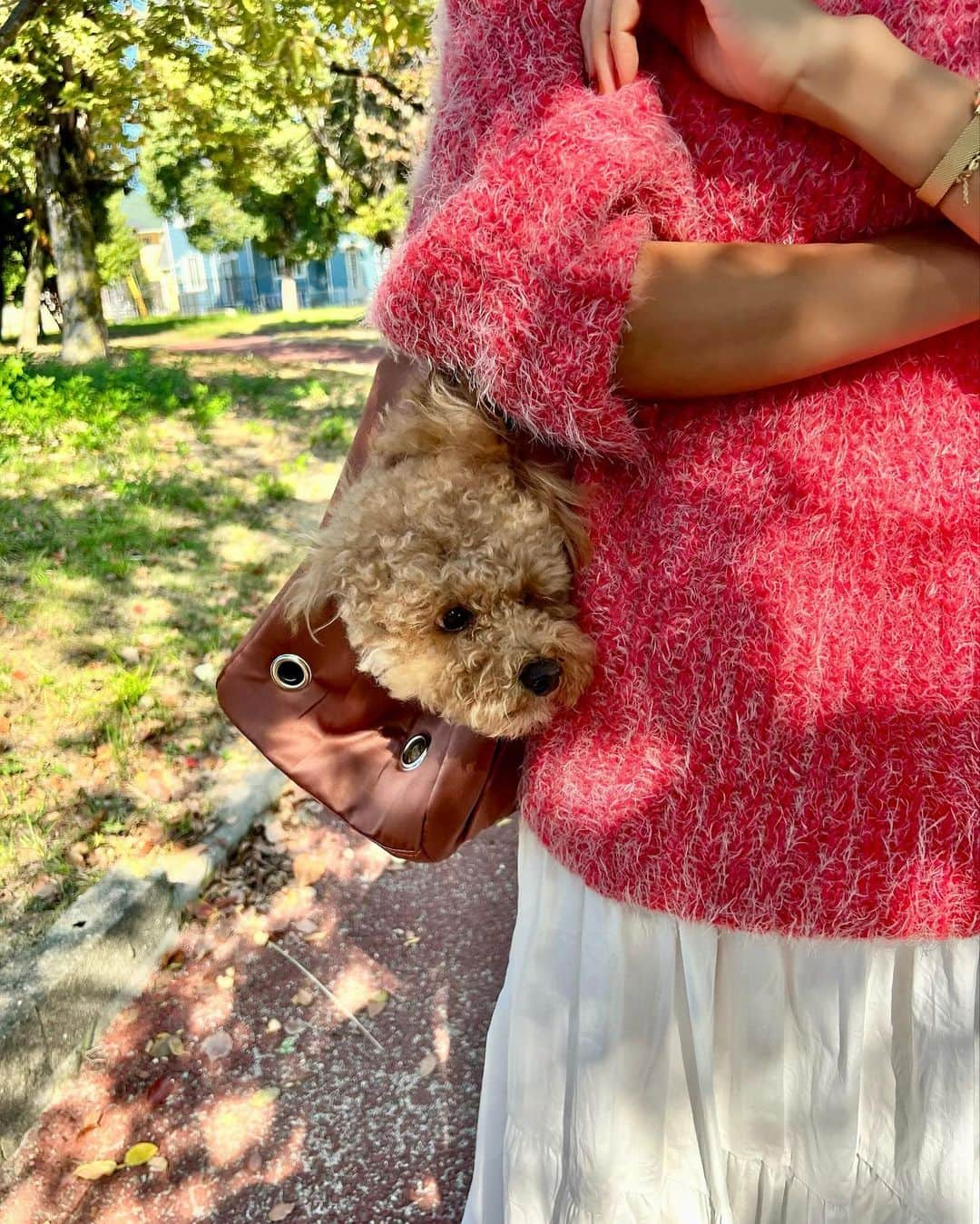 草野春香さんのインスタグラム写真 - (草野春香Instagram)「.  一緒にお出かけの日🐶🐾🌈 新しいソフトキャリーバッグが届いて さっそく使ってみたけど 軽くて柔らかくて持ちやすい👏🏾✨ ポケットも4つ付いてるよ🌼  #PR @wan_nyan.takayama  #twinklefamily #犬服ショップ #トゥインクルファミリー  #わんちゃんグッズ #ペット雑貨 #ペット用品店  #ペットグッズショップ #プードル #トイプードル」10月31日 22時27分 - _haruka030_