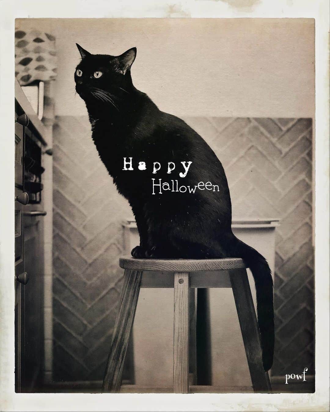 anemone_69のインスタグラム：「🎃 . #ハカセとキョウジュ #blackcat #黒猫 #cat #猫 #保護猫 . . .」