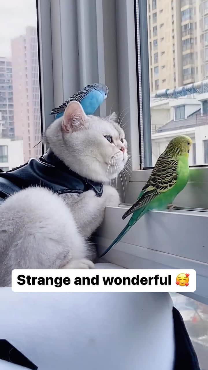Cute Pets Dogs Catsのインスタグラム：「Strange and wonderful 🥰  Credit: adorable @丑宝 | DY ** For all crediting issues and removals pls 𝐄𝐦𝐚𝐢𝐥 𝐮𝐬 ☺️  𝐍𝐨𝐭𝐞: we don’t own this video/pics, all rights go to their respective owners. If owner is not provided, tagged (meaning we couldn’t find who is the owner), 𝐩𝐥𝐬 𝐄𝐦𝐚𝐢𝐥 𝐮𝐬 with 𝐬𝐮𝐛𝐣𝐞𝐜𝐭 “𝐂𝐫𝐞𝐝𝐢𝐭 𝐈𝐬𝐬𝐮𝐞𝐬” and 𝐨𝐰𝐧𝐞𝐫 𝐰𝐢𝐥𝐥 𝐛𝐞 𝐭𝐚𝐠𝐠𝐞𝐝 𝐬𝐡𝐨𝐫𝐭𝐥𝐲 𝐚𝐟𝐭𝐞𝐫.  We have been building this community for over 6 years, but 𝐞𝐯𝐞𝐫𝐲 𝐫𝐞𝐩𝐨𝐫𝐭 𝐜𝐨𝐮𝐥𝐝 𝐠𝐞𝐭 𝐨𝐮𝐫 𝐩𝐚𝐠𝐞 𝐝𝐞𝐥𝐞𝐭𝐞𝐝, pls email us first. **」