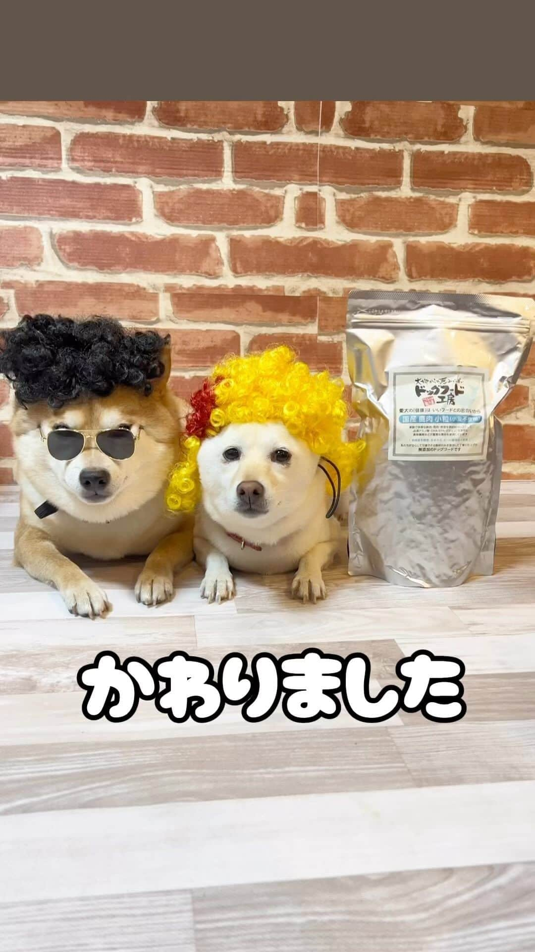 ヤンチャな豆柴『豆千代くん』の日常です?のインスタグラム：「パッケージがかわりました✨⁣ ドッグフード工房✨ @dogfood_kobo⁣ ⁣ 【予告】わんわんキャンペーン   11月1日は犬の日🐶 今年も日頃のご愛顧に感謝してわんわんキャンペーンを開催いたします！   期間中、通常価格より20％OFFの特別価格にておやつを販売いたします。😍 さらに、 特別価格のおやつを2,200円以上ご購入すると送料が無料となるクーポンがご利用いただけます！ ぜひこの機会にご利用ください。   キャンペーン期間 11月1日（水）10:00　～　11日（土）17：30   クーポンコード： 202311wanwan🎫   ※ご注文画面で上記クーポンコードをご入力ください。   ご注意 クーポンは特別価格のおやつを2,200円以上購入すると送料無料が有効化するクーポンとなっています。（2,200円未満だとクーポン番号をいれても送料無料となりません） 期間中は何回でもご利用いただけます。なお、クーポンをご使用にならずにご購入いただいた場合は、送料がかかってしまいますので「必ずクーポン番号が入力されているかご確認の上、確定ボタンをクリックしてください。 セットのおやつ、シニア犬サプリはわんわんキャンペーンおよび送料無料クーポンの対象外です。   お届け日のご指定について わんわんキャンペーン期間はご注文が集中するため、お届け日ご指定のご要望にそえないこともございます。 なお、お時間指定帯はご指定いただけます。   定期便への同梱について 11月末日までに発送予定がある「できたて定期便」のみお承りします。 11月のキャンペーンのため12月以降の同梱につきましてはお受けいたしかねます。 。⁣ -—————⁣ 【送料無料　500円　選べるお試しセット】オススメです🍴⁣ -—————⁣ できたて定期便の初回購入時のみにご利用いただける1,000円offクーポンが2,000円offクーポンに変わりました。⁣ ⁣ 購入時に2,000円off ＋初めて購入で、通信欄のアンバサダー名に【mamechiyo728】と入力すると、商品発送後にさらに500ポイントプレゼント中です🎁⁣ ⁣ 会員登録を忘れずに❣️（ポイントが加算出来ないそうです😊）⁣ -—————⁣ ⁣ #ドッグフード工房　#PR⁣ #犬のアレルギー　#柴犬アレルギー⁣ #犬　#いぬすたぐらむ　#犬のいる暮らし　#犬ごはん　#ドッグフード　#犬ごはん　#ペットフード　#わんごはん　#ドックフード　#わんこご飯　#ドッグフード選び　#無添加ドッグフード　#犬の健康」